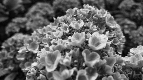 Close-up of white flowering plants in park