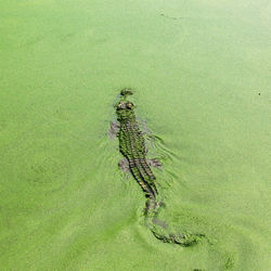 High angle view of crocodile in swamp