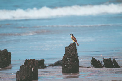 Seagull perching on rock in sea