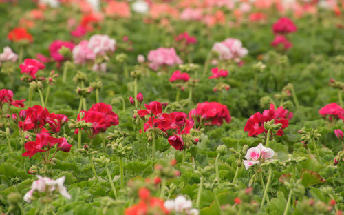 Close-up of pink flowering plants on field