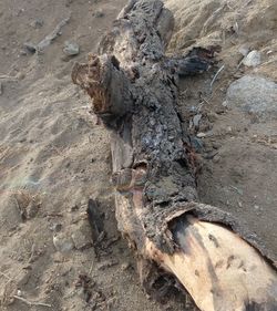 High angle view of driftwood on beach