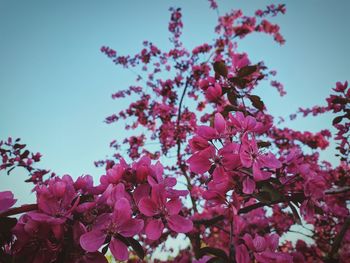 Low angle view of pink cherry blossoms in spring