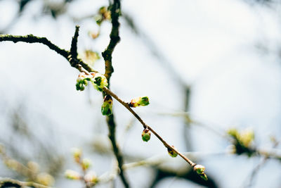 Close-up of plant against white background