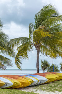 Palm trees on beach against sky