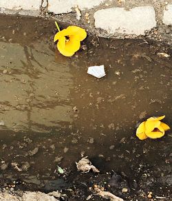 Close-up of yellow flowers