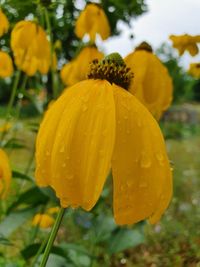 Close-up of yellow flowering plant