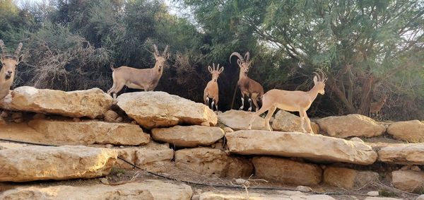 Deer on rocks against trees