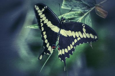 Close-up of butterfly on leaf
