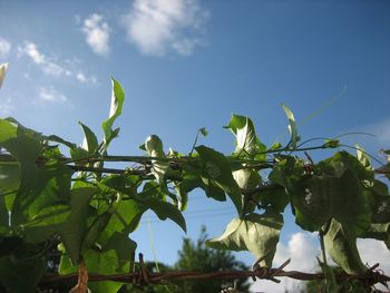 Low angle view of plant against sky