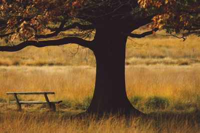 Empty bench on grassy field