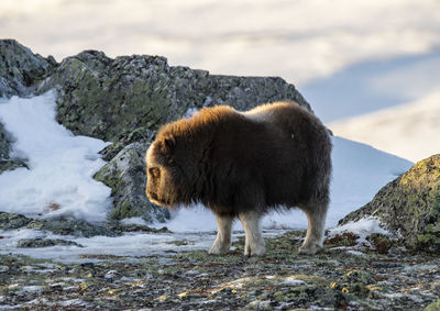 View of sheep on rock