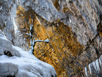 Close-up of icicles on rock