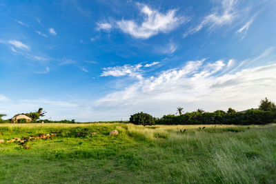 Scenic view of grassy field against sky