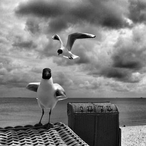 Seagull flying over sea