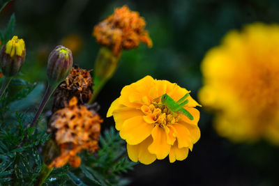 Close-up of yellow marigold flower