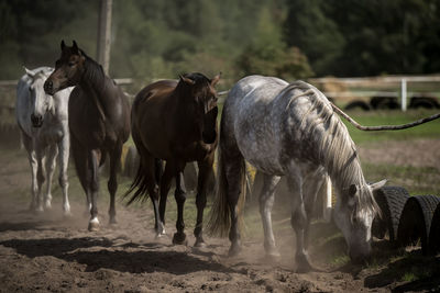 Horse standing on field