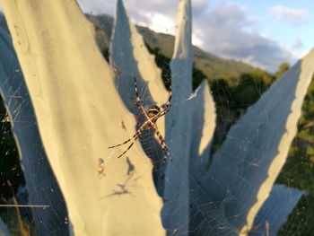 Close-up of spider on web