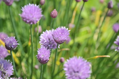 Close-up of pink flowering plants