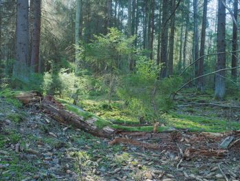 Scenic view of forest