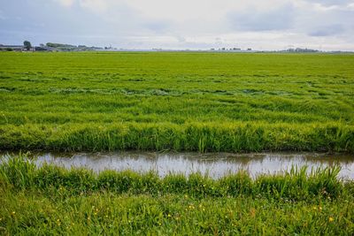 Scenic view of agricultural field against sky