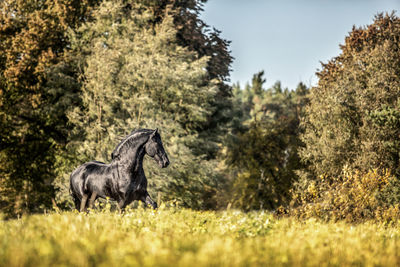 View of a horse on field