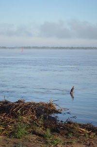 Bird flying over sea against sky