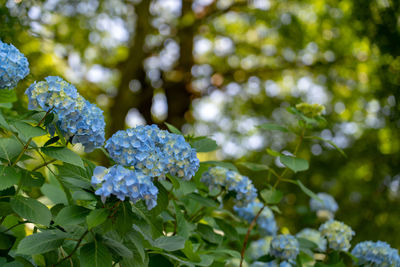 Close-up of purple hydrangea flowers