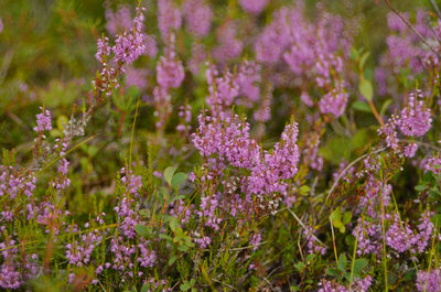 Close-up of purple flowering plants on field