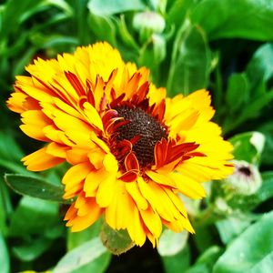 Close-up of honey bee on yellow flower