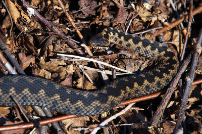 snake