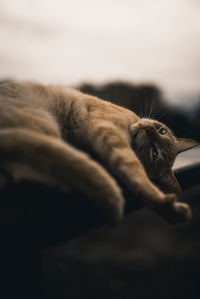 Close-up of a cat resting