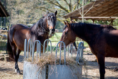 Horses standing on field