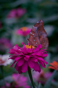 Close-up of butterfly pollinating on pink flower