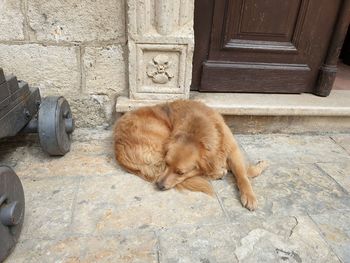 High angle view of a dog sleeping