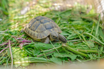 Nutrition of turtles. front view of turtle among green plants.