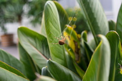 Close-up of insect on leaf