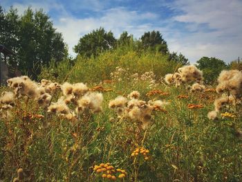 Trees on grassy field