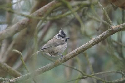 Close-up of bird perching on branch