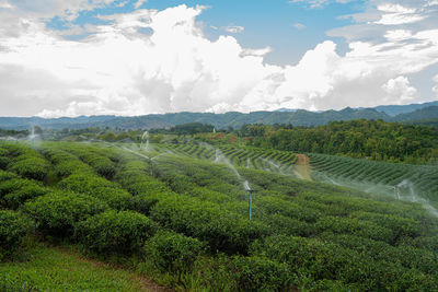 Scenic view of agricultural field against sky