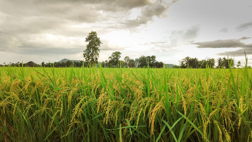 Scenic view of agricultural field against sky