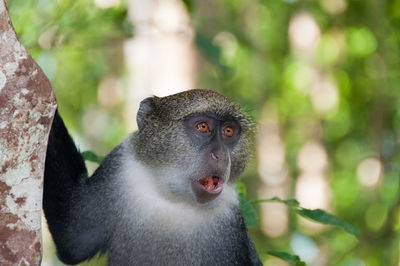 Close-up of monkey at forest