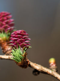 Close-up of pink flowers against blurred background