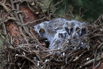 A long-eared owl