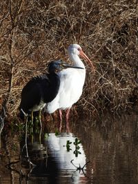 Bird perching on a lake