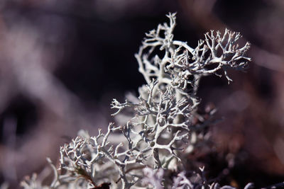 Close-up of cladonia rangiferina, a kind of moss