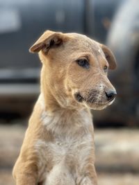 Close-up of a dog looking away