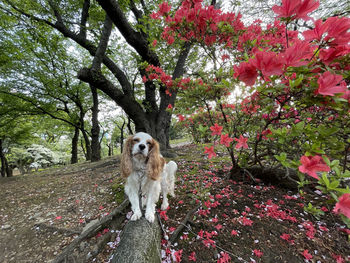 Dog in park