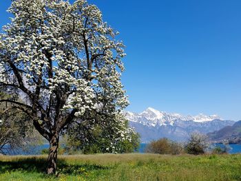 My spring day at the blossoming pear tree in a green meadow, blue sky and moutain ranges