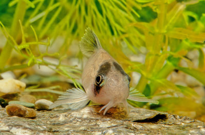 Close-up of bird perching on rock