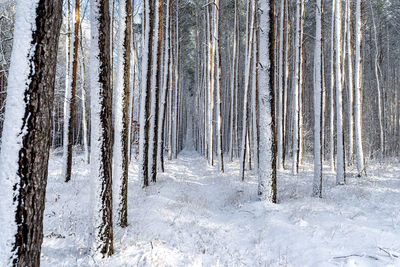 Trees in forest